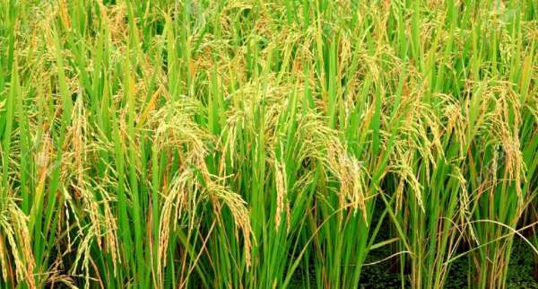 12030885-rice-plant-Stock-Photo-1030x686 12030885-rice-plant-Stock-Photo-1030x686