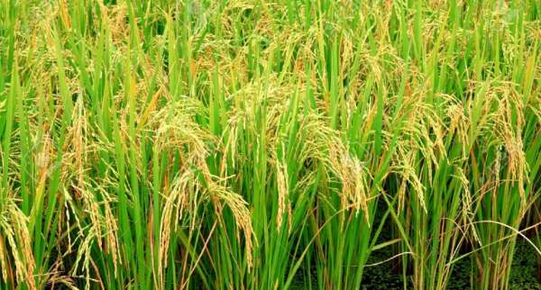 12030885-rice-plant-Stock-Photo-1030x686