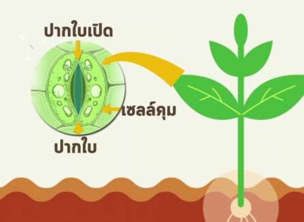 จุดประสงค์หลักของการพิจารณาการใช้ปุ๋ยทางใบ